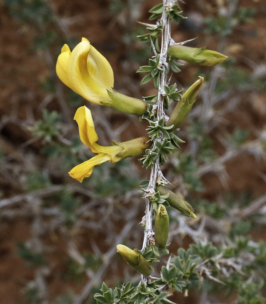 Image of Caragana kirghisorum specimen.