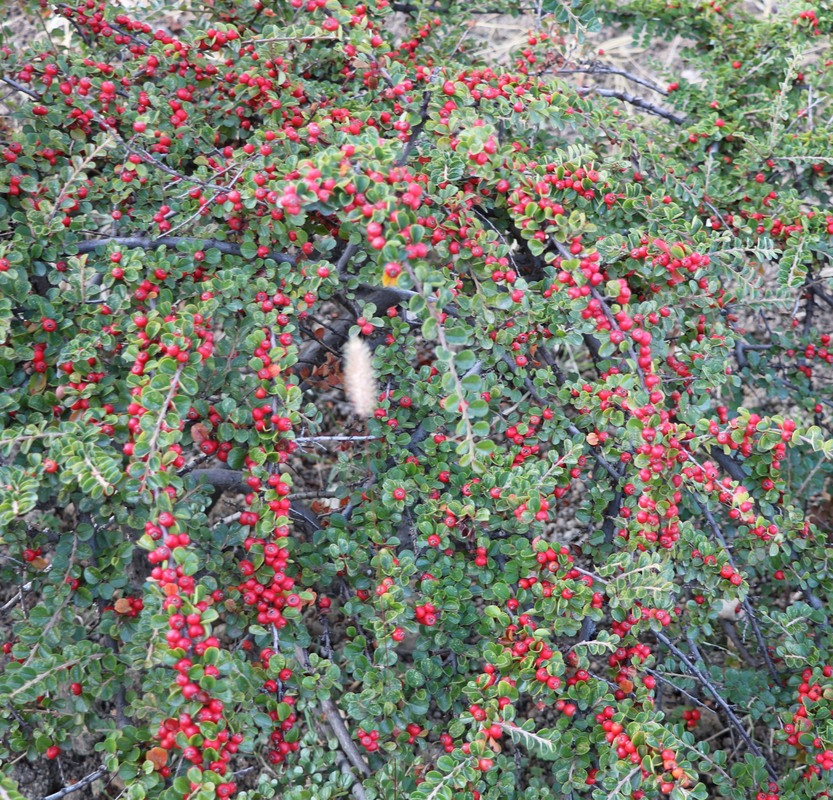 Image of genus Cotoneaster specimen.