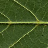 Tilia cordifolia