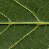 Tilia cordifolia. Часть листа (вид снизу; хорошо видно опушение по центральной и боковым жилкам). Курская обл., г. Железногорск. 27 июля 2010 г.