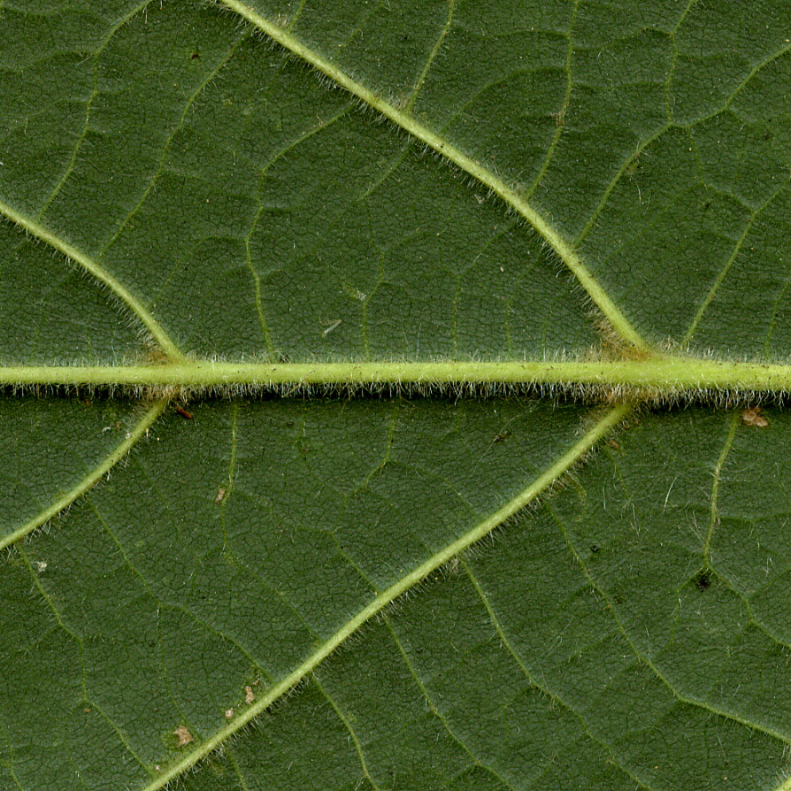 Image of Tilia cordifolia specimen.