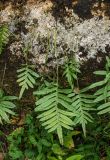 Polypodium cambricum. Вайи с сорусами на стволе упавшего дерева. Краснодарский край, МО город-курорт Сочи, Хостинский р-н, долина р. Агура, ООПТ Агурские водопады, лес. 8 октября 2019 г.