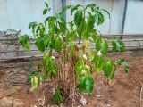 Morinda citrifolia