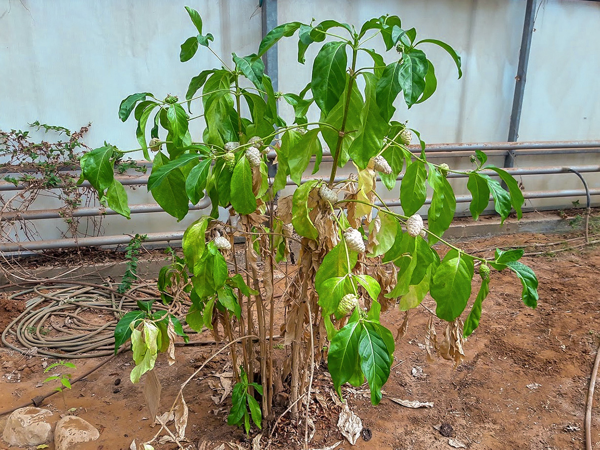 Image of Morinda citrifolia specimen.