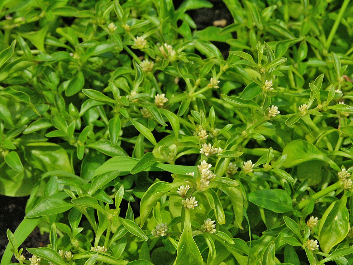 Image of Alternanthera sessilis specimen.