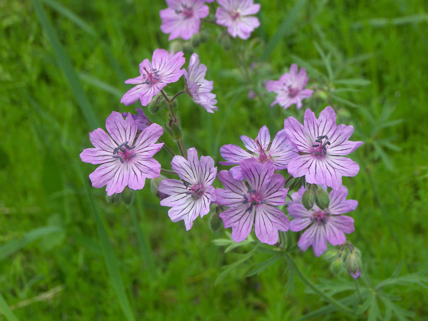 Image of Geranium stepporum specimen.