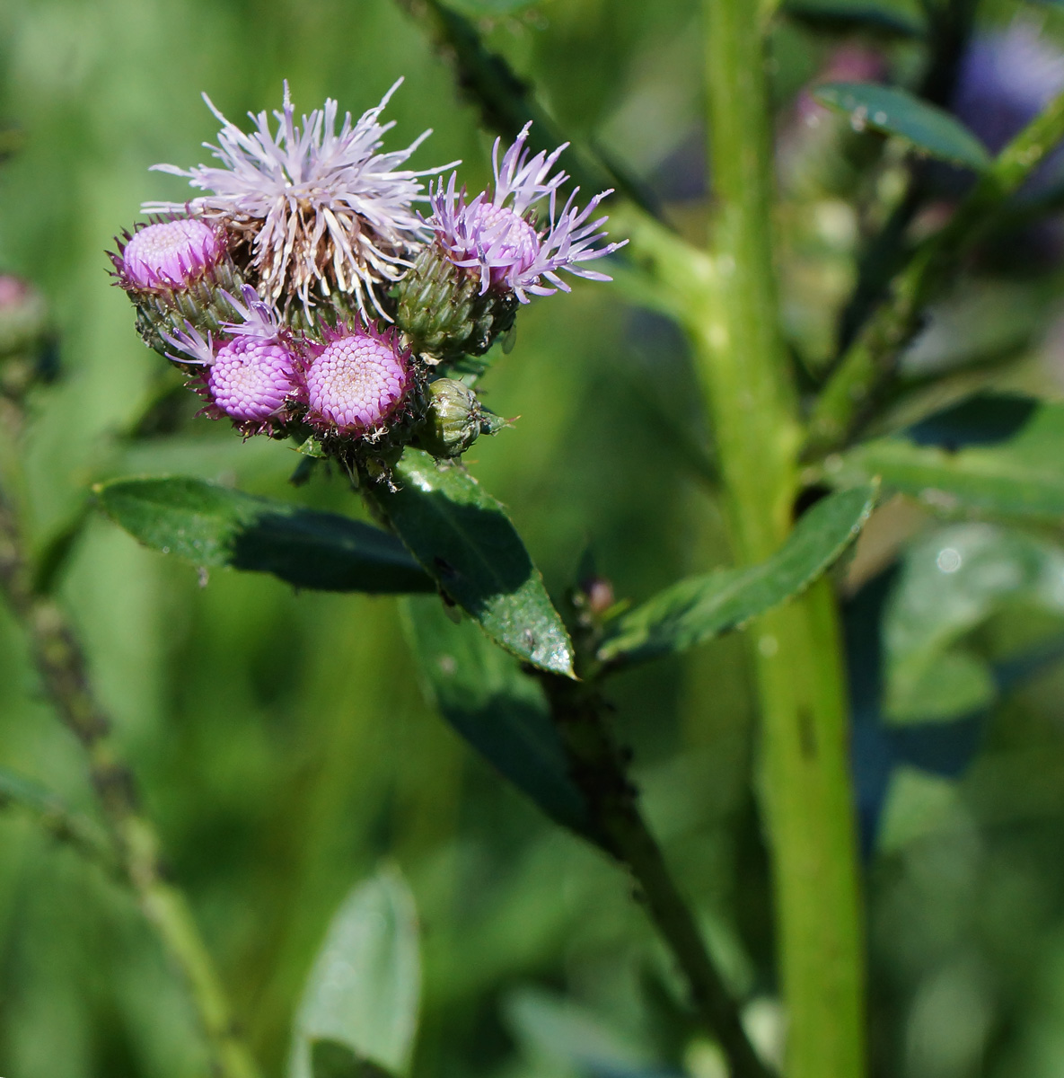 Изображение особи Cirsium setosum.