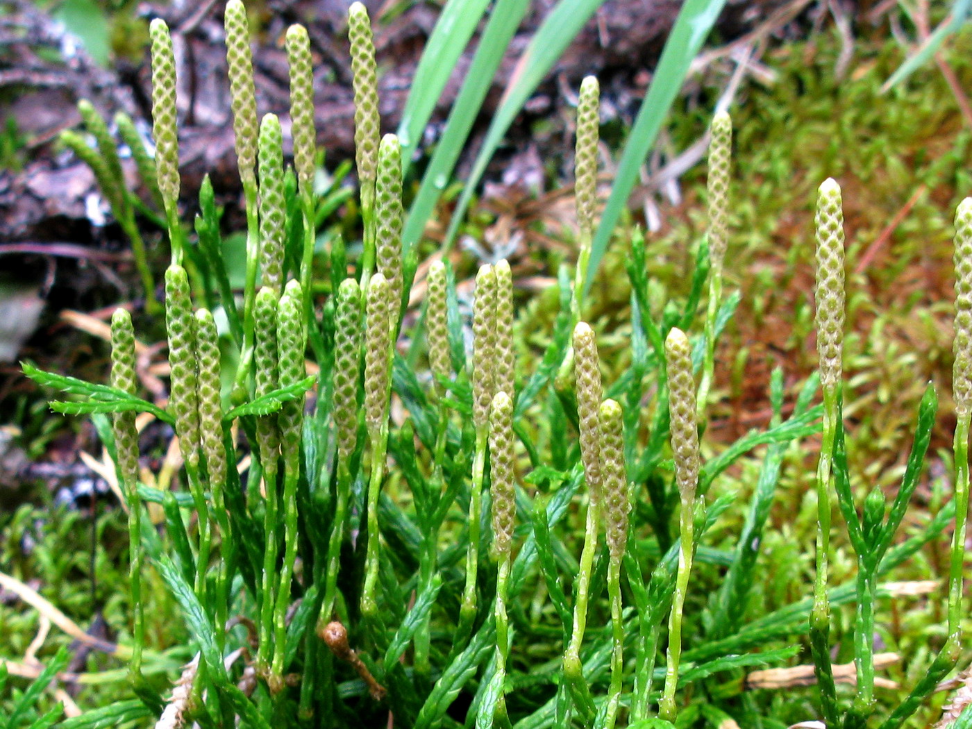 Image of Diphasiastrum complanatum ssp. hastulatum specimen.