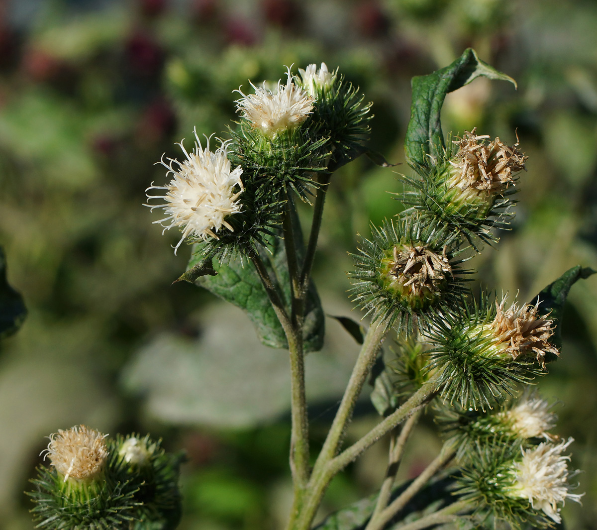 Image of Arctium tomentosum specimen.