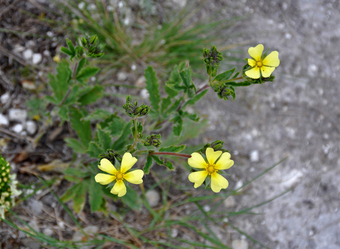 Изображение особи Potentilla astracanica.