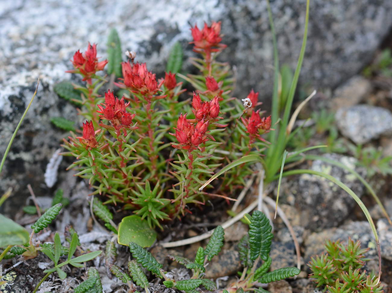 Image of Rhodiola quadrifida specimen.