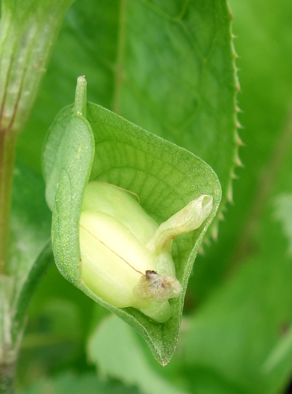 Изображение особи Commelina communis.