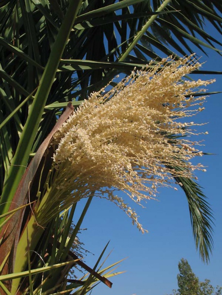 Image of genus Phoenix specimen.