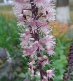 Cimicifuga simplex