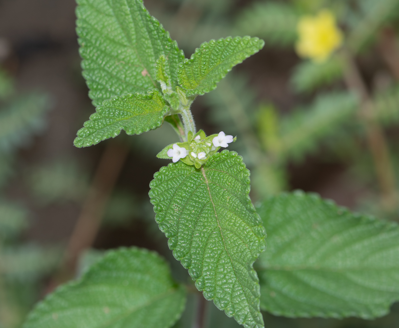 Изображение особи Lantana angolensis.