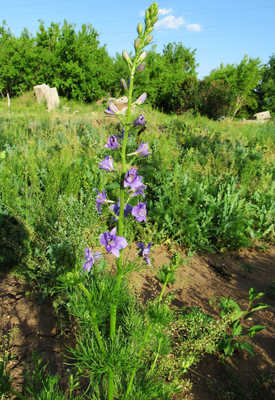 Image of Delphinium ajacis specimen.