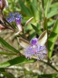 Polygala sibirica