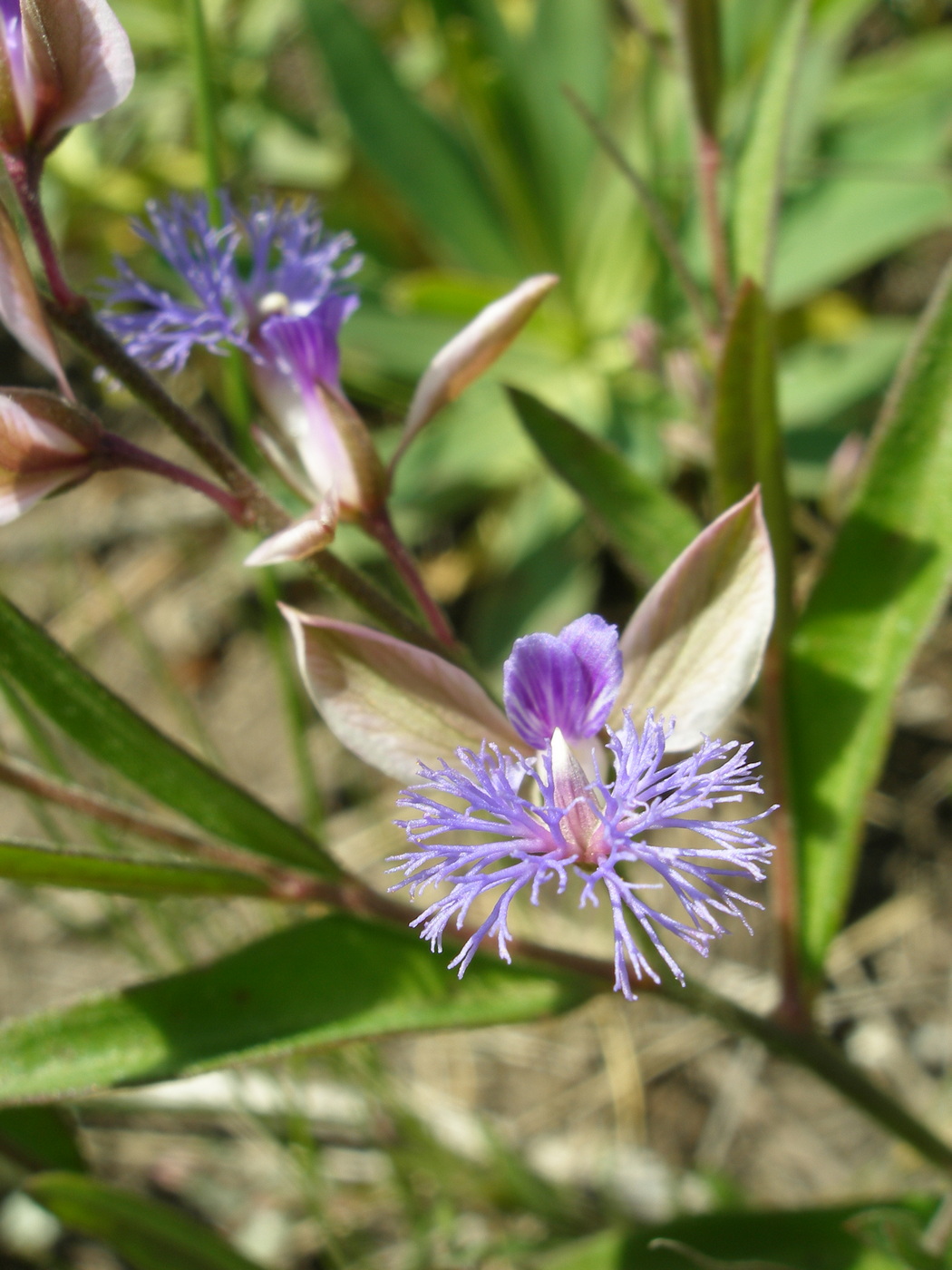 Image of Polygala sibirica specimen.