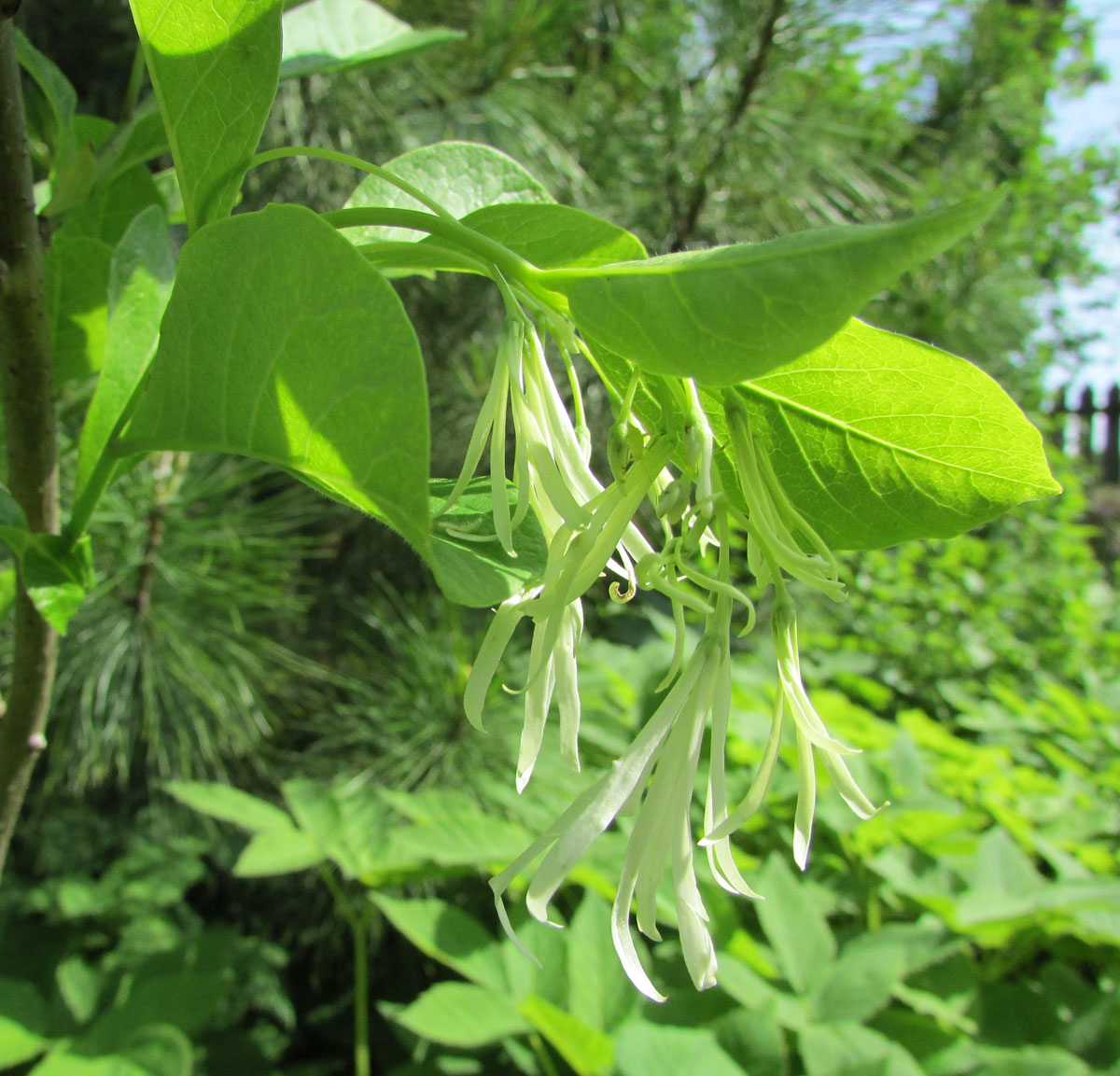 Изображение особи Chionanthus virginicus.