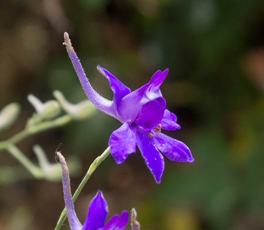 Image of Delphinium paniculatum specimen.