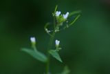 Arabis pendula