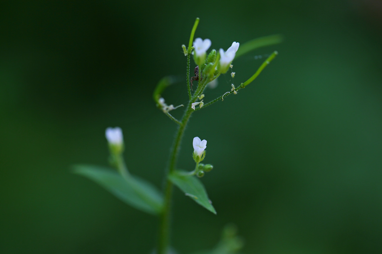 Image of Arabis pendula specimen.