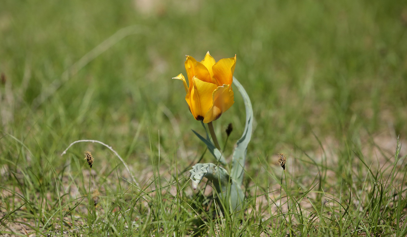 Image of Tulipa borszczowii specimen.