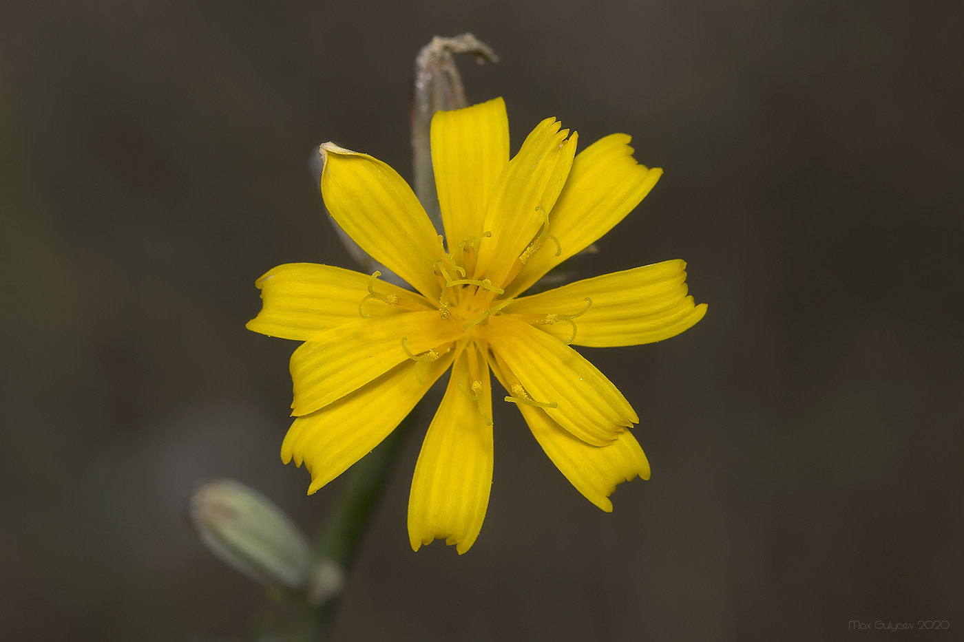 Изображение особи Chondrilla juncea.