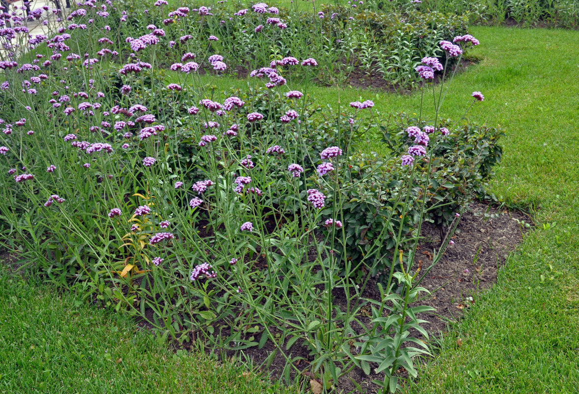 Изображение особи Verbena bonariensis.