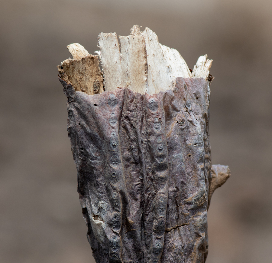 Image of Euphorbia canariensis specimen.