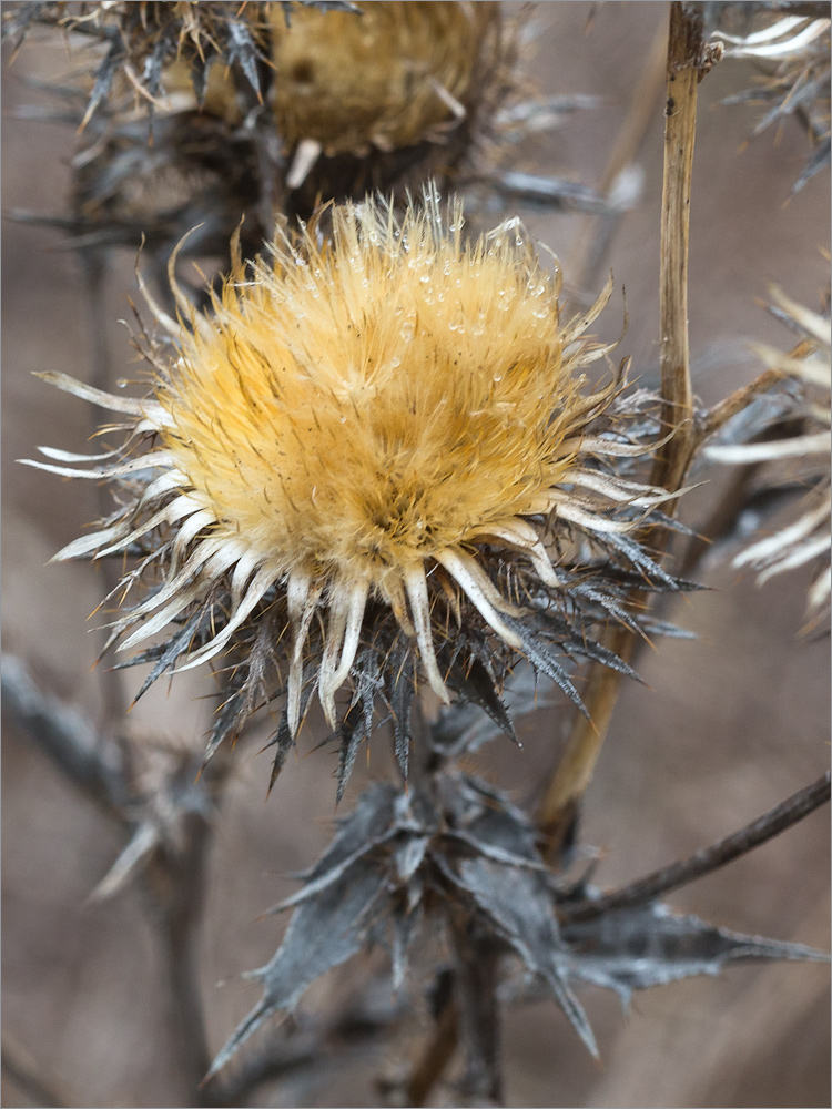 Image of Carlina fennica specimen.