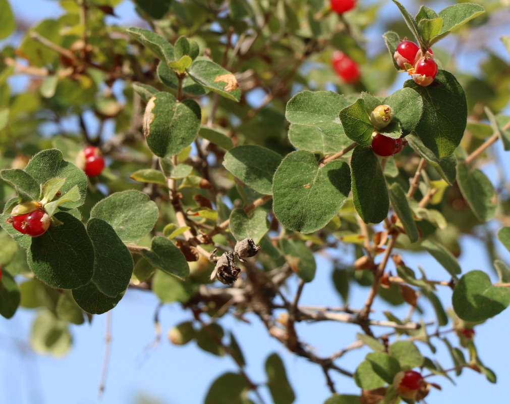 Image of Lonicera iberica specimen.