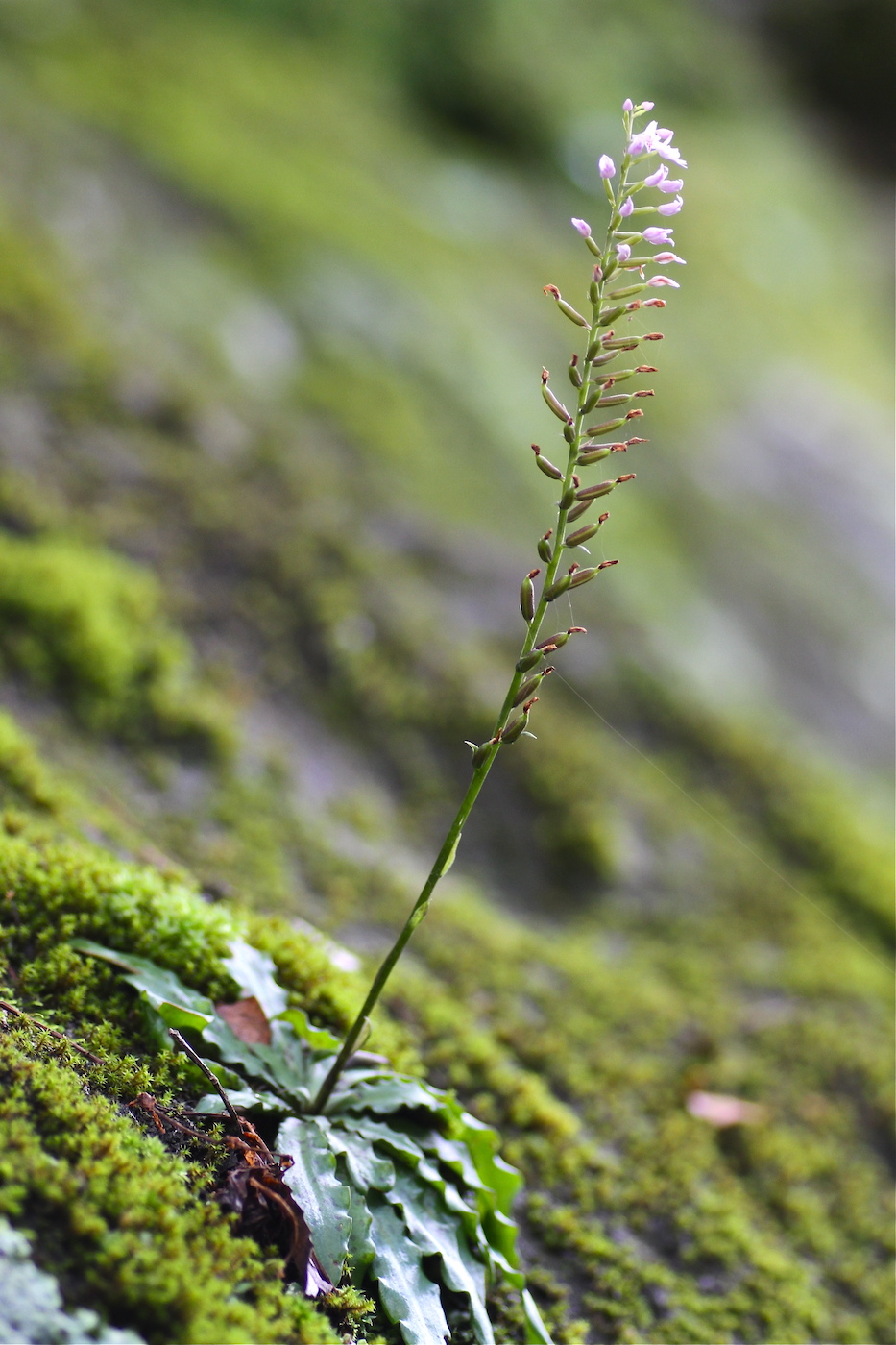 Изображение особи Stenoglottis fimbriata.