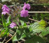 Clinopodium vulgare