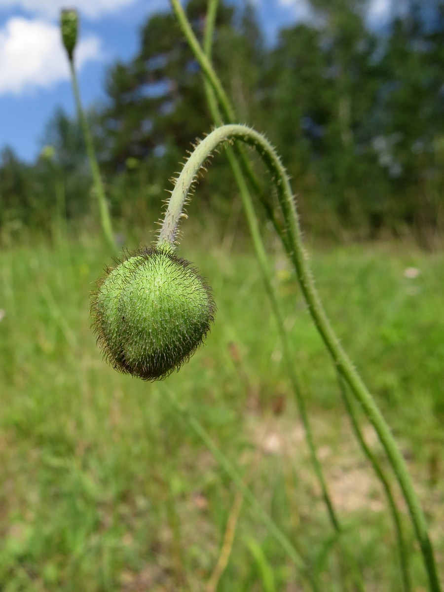 Изображение особи Papaver chakassicum.