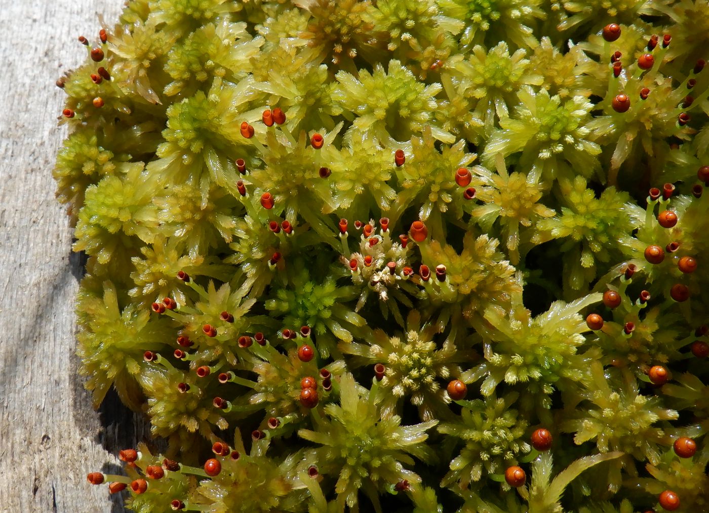 Image of genus Sphagnum specimen.