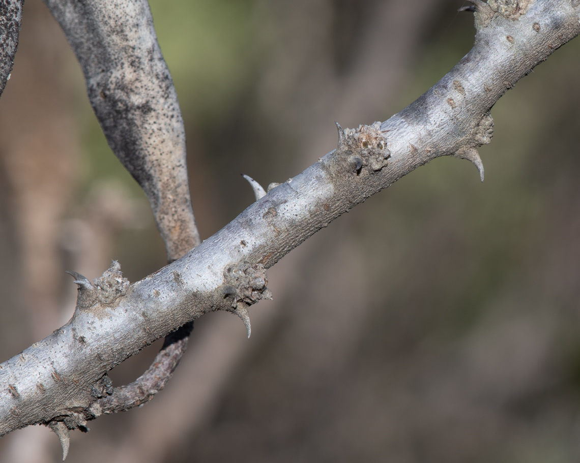 Изображение особи Vachellia hebeclada.