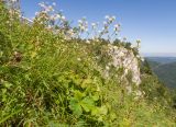 Astrantia pontica. Цветущие растения. Адыгея, Кавказский биосферный заповедник, хр. Каменное Море, ≈ 2000 м н.у.м., поросшие субальпийскими луговыми растениями скалы. 31.08.2019.