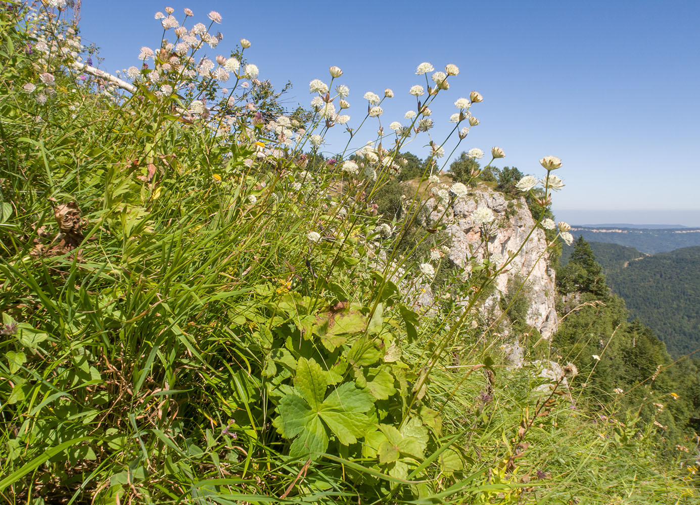 Image of Astrantia pontica specimen.