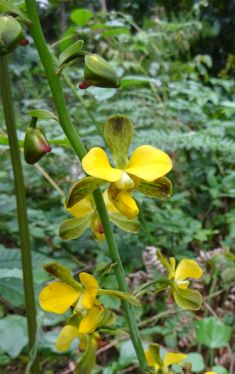 Изображение особи Eulophia streptopetala.