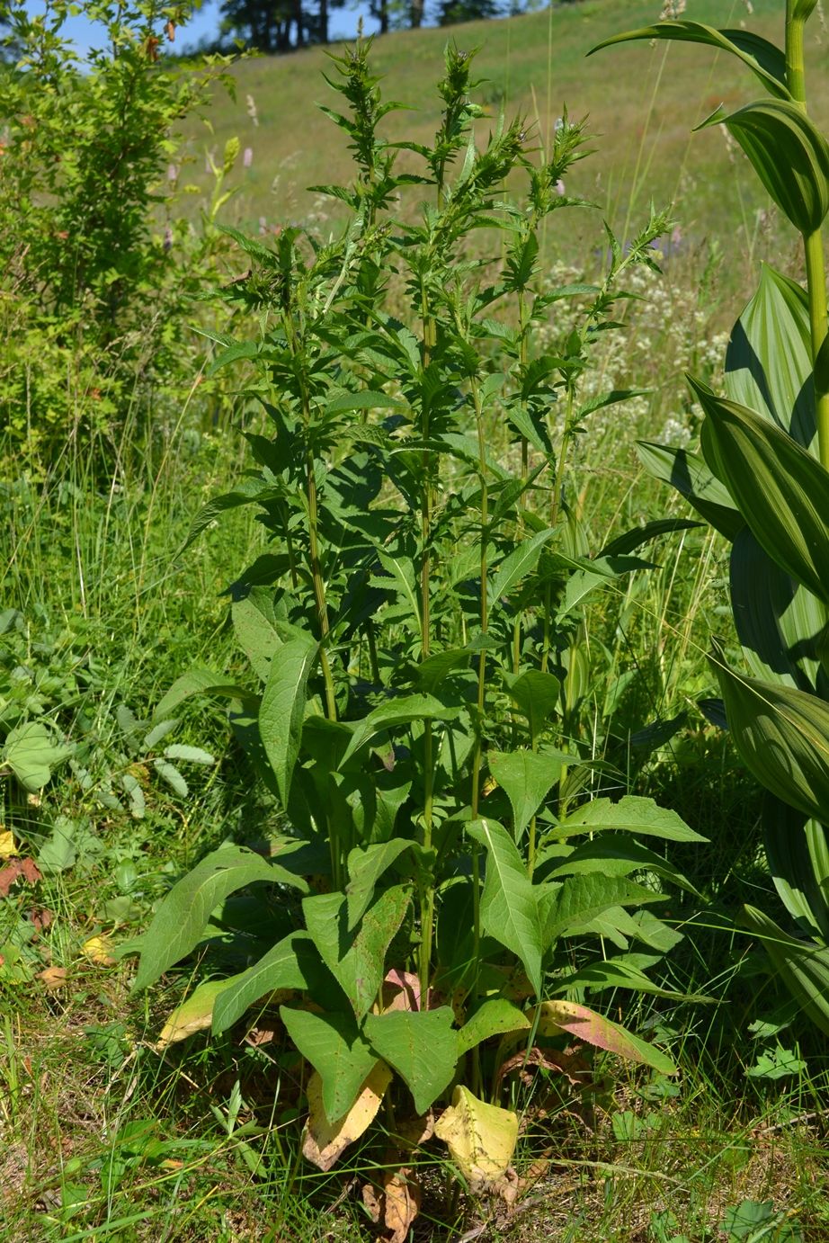 Изображение особи Serratula tinctoria.