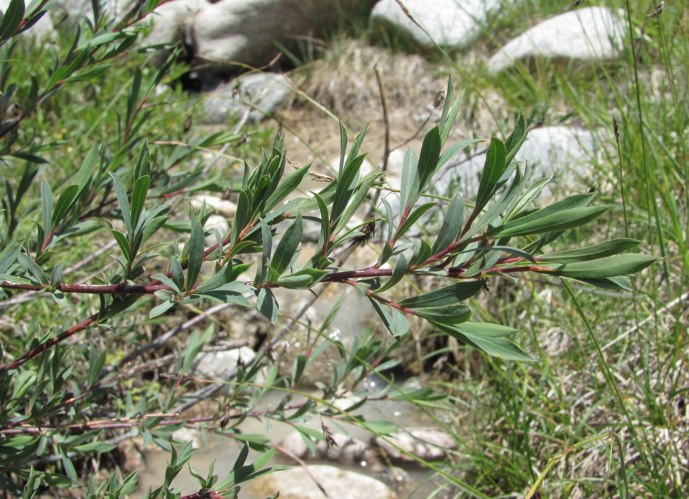 Image of Salix elbursensis specimen.