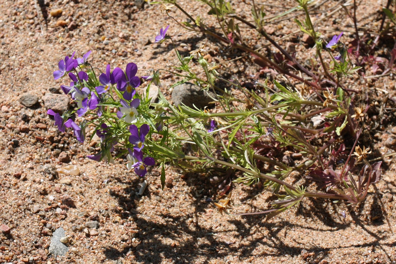 Изображение особи Viola maritima.