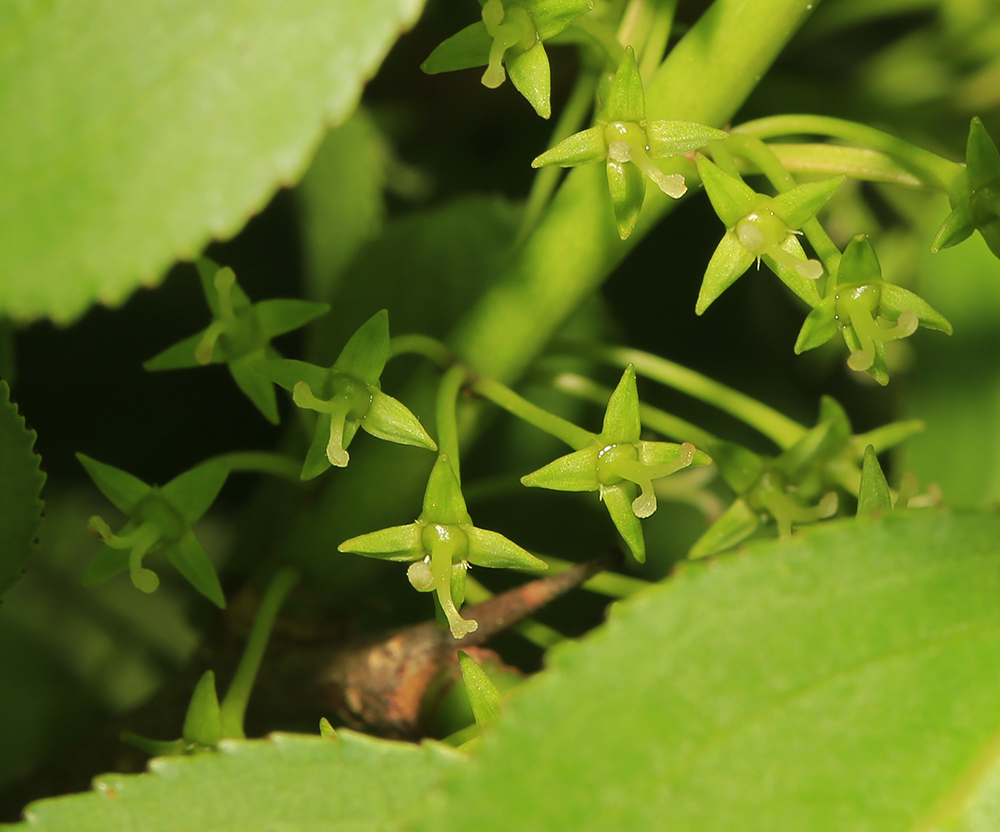 Изображение особи Rhamnus ussuriensis.