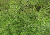 Prinsepia sinensis. Ветви с цветками и бутонами. Донецк, бот. сад. 01.05.2019.