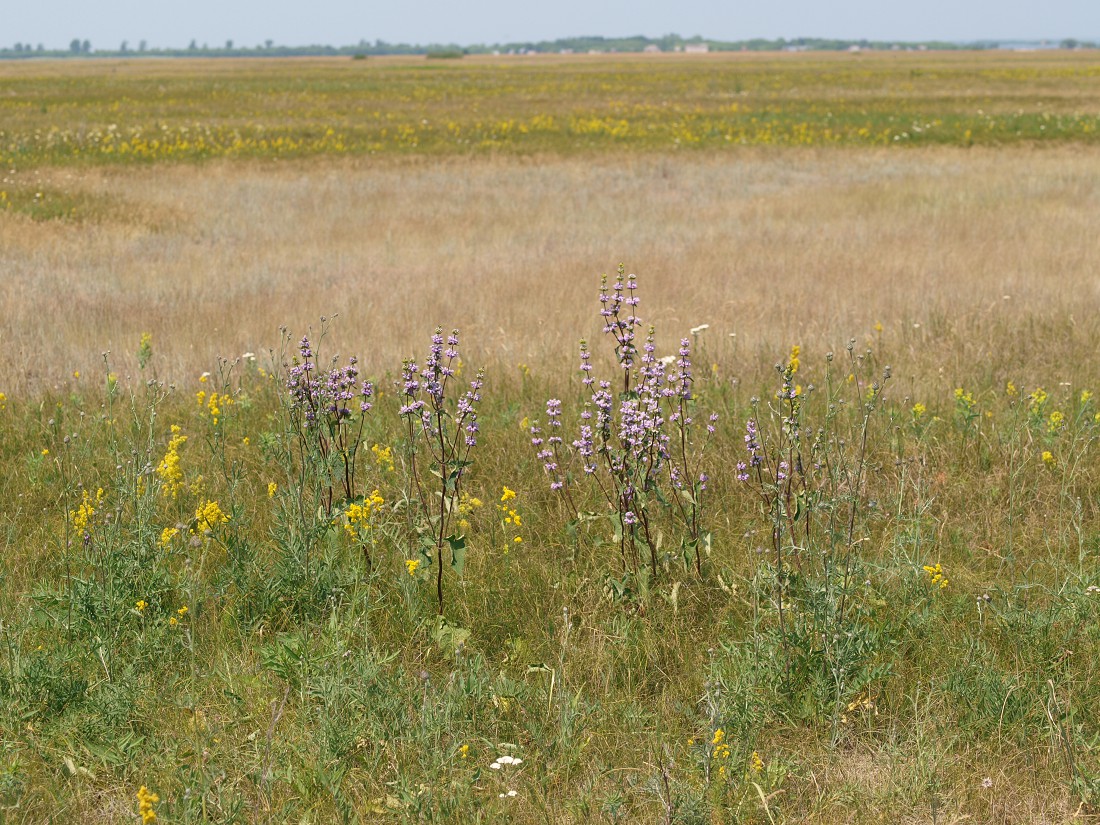 Image of Phlomoides tuberosa specimen.