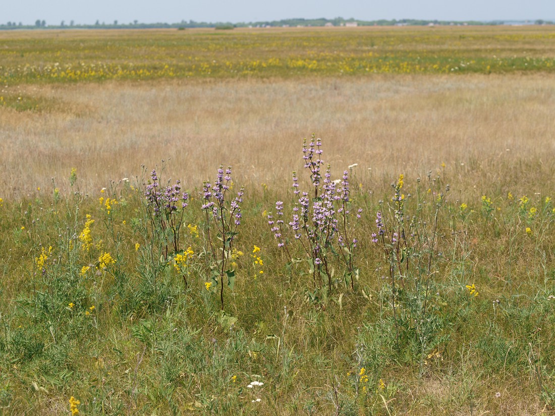 Изображение особи Phlomoides tuberosa.