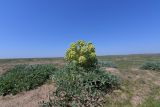 Ferula foetida