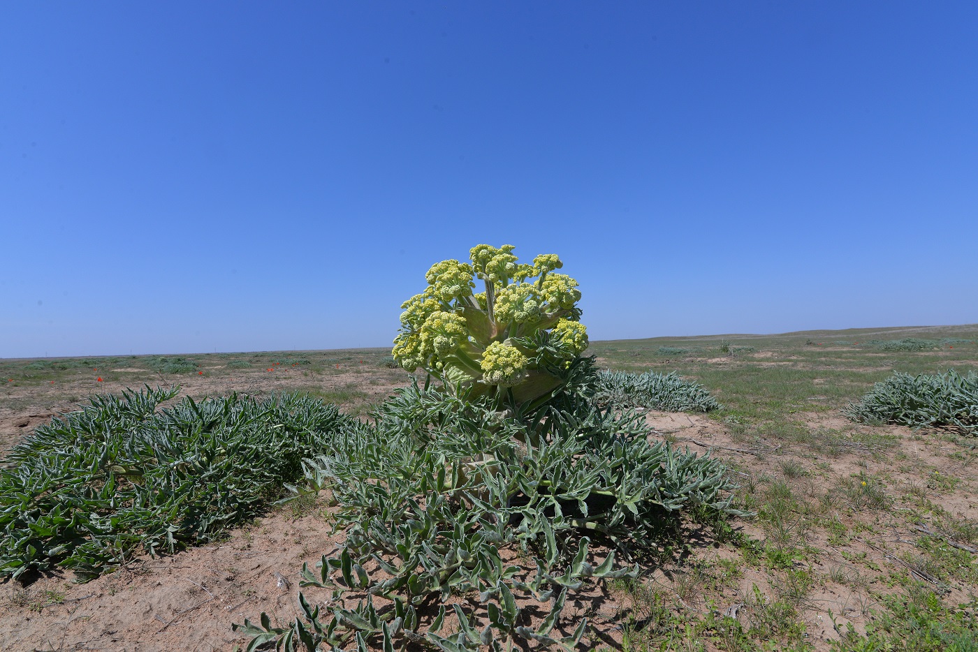 Image of Ferula foetida specimen.