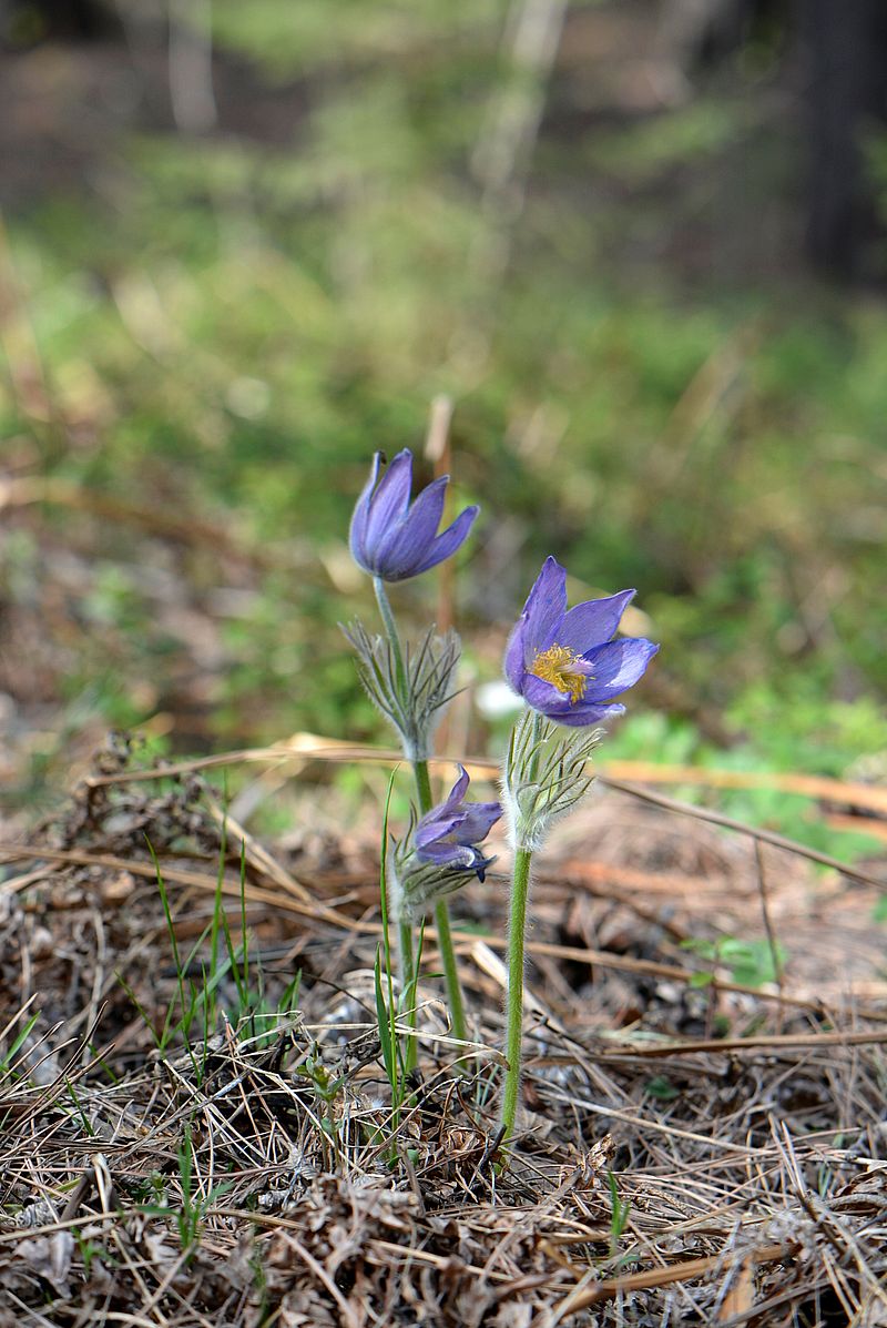 Image of Pulsatilla patens specimen.